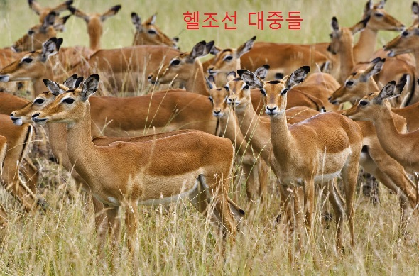 dangeroud animal safari attacksnews Gazelle_Impala.jpg
